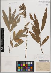 Foto von Salix cinerea L. x Salix viminalis L.
